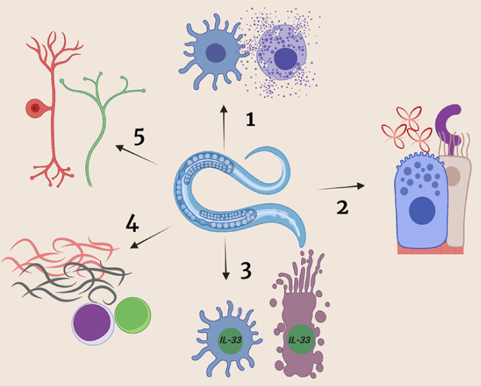 Type 2 Immunity Research Topics cycle flow diagram.
