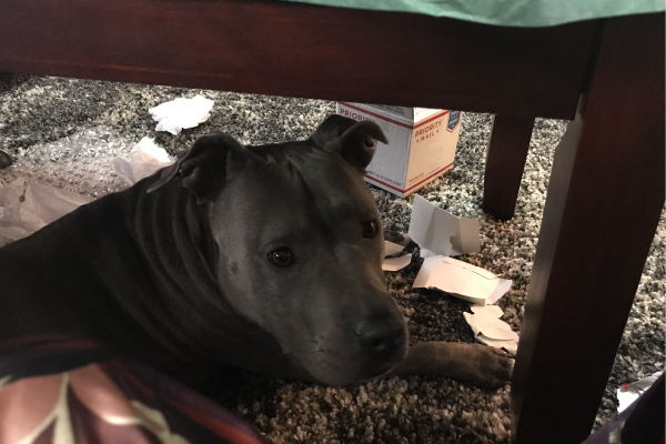 The herbert lab dog looking mischevious.