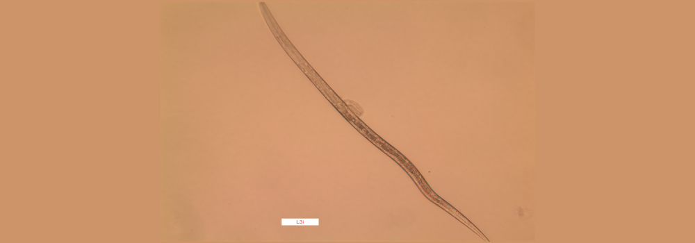 S. stercoralis L3i 
