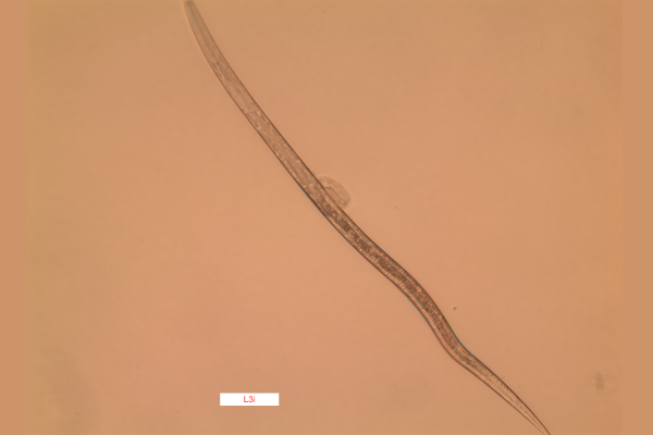 S. stercoralis L3i 