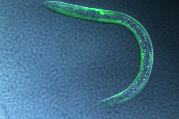 S. stercoralis L2 